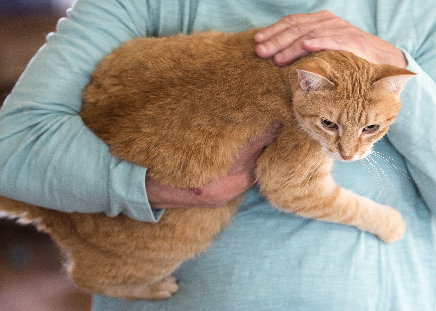 Declining health and pets